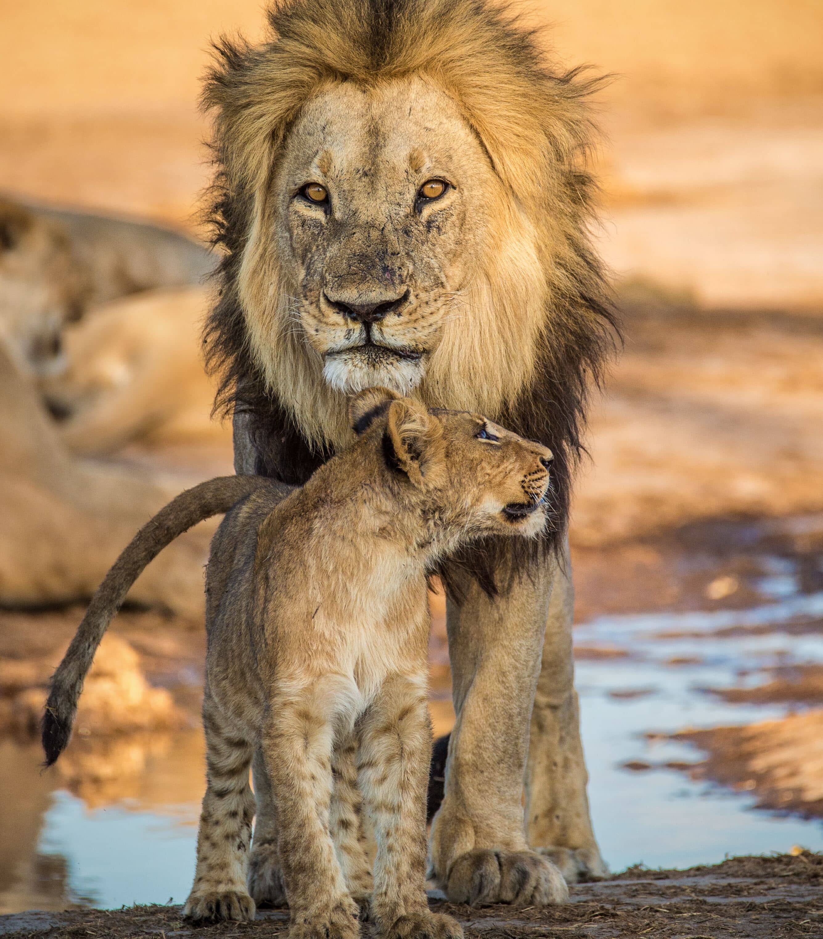 Senegal Tours Banner